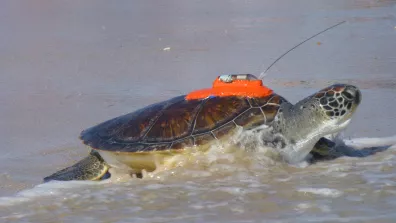 Une tortue sur la plage, équipée d'une balise