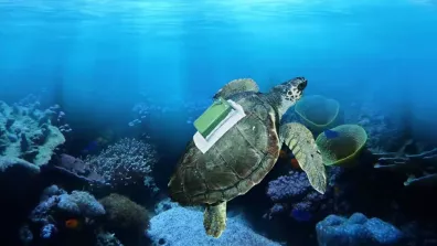 Une tortue nageant au fond de la mer, équipée d'une balise sur sa carapace