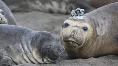 Une photo d'éléphante de mer équipée d'une balise 