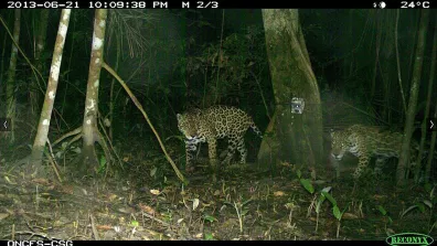 Jaguars photographiés dans la forêt du CSG