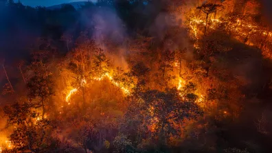 Incendie de forêt