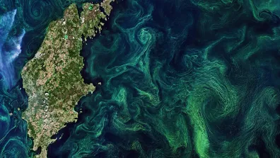 Efflorescence de phytoplancton en mer Baltique