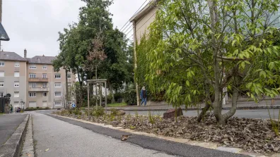 Végétalisation d’une rue à Rennes.