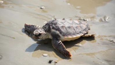 Une tortue Caouanne sur une plage de l’île de Ré