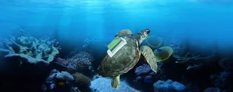 Une tortue nageant au fond de la mer, équipée d'une balise sur sa carapace
