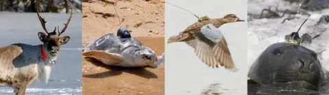 Illustration de quatre animaux équipés d'une balise, dont un cerf, une tortue, un canard et une otarie