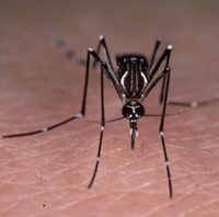 Aedes aegypti, moustique vecteur de la fièvre jaune et de la dengue, mais également du Chikungunya. © IRD/Hervy, Jean-Paul