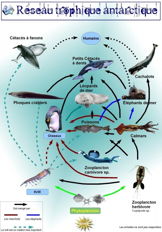 Illustration du réseau tropiques en Antarctique