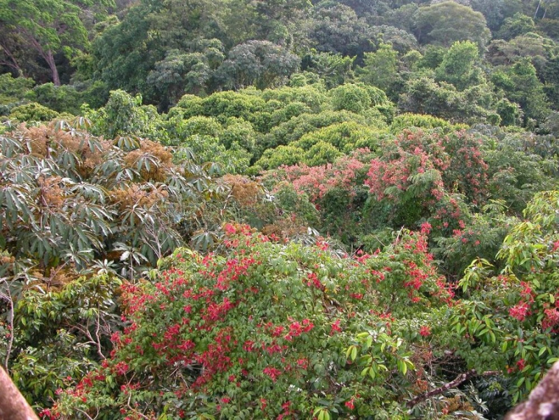 Paysage de la biodiversité au Panama