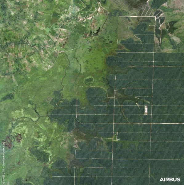 Plantations de palmiers (pour la fabrication de l’huile de palme) en Indonésie