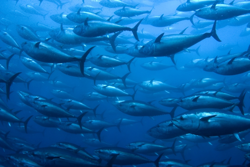La prévision de l’évolution des stocks de poissons depuis l’espace permet de gérer durable les ressources marines