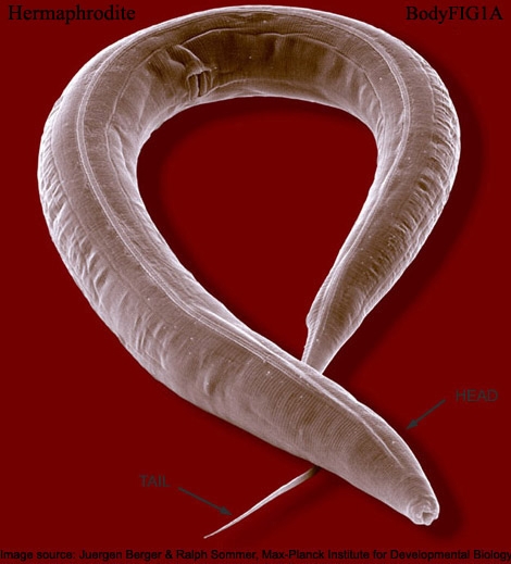 Caenorhabditis elegans. © 2002 Wormatlas