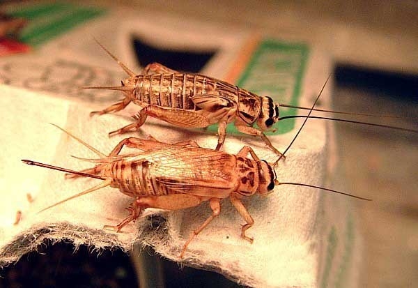 House crickets , credits : CNES