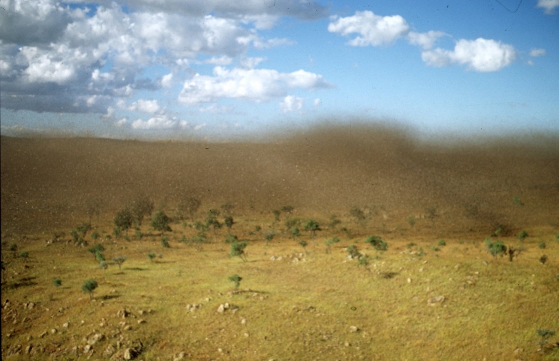 Desert locust swarm in Madagascar. Copyright : M. Lecoq, CIRAD.