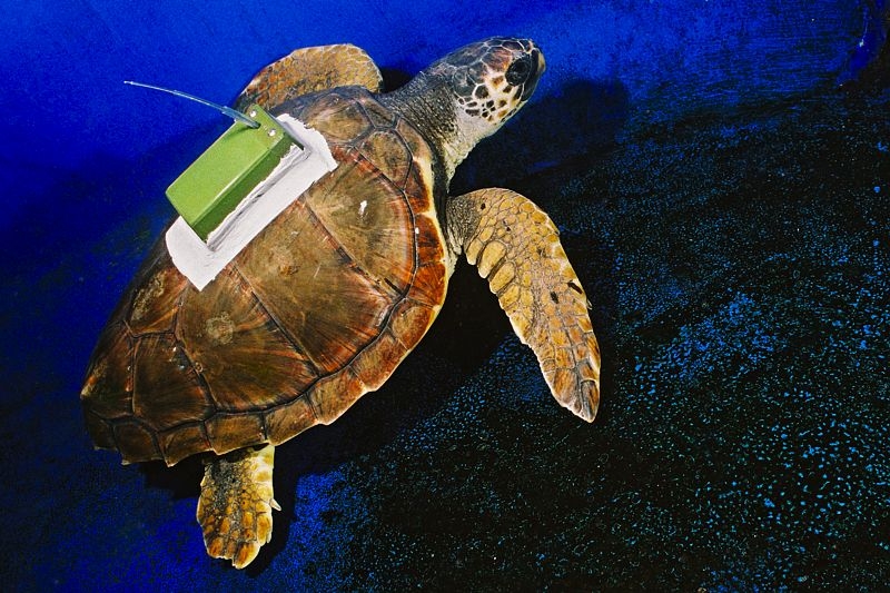 Loggerhead turtle tagged with an Argos transmitter. Credits: CNES.