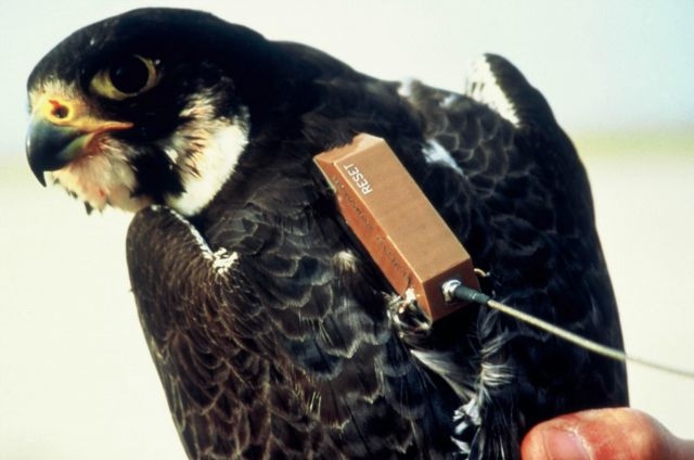 Argos transmitter tagged to a peregrine falcon. Credits: CNES.