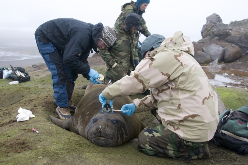 Transmitters tagged to elephant seals using a resin fall off naturally, usually when the seal moults. Credits: MNHN-CNRS/SMRU-SEaOS.
