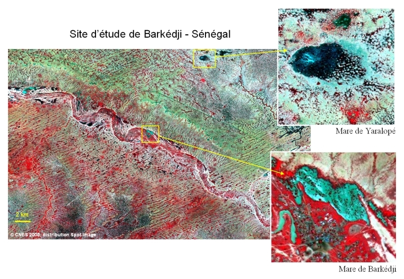 Images spatiales du site de Barkédji (Sénégal) délivrées par le satellite Spot 5 à une résolution de 10 m, le 26 août 2003. Crédits : CNES/ Spot Images.