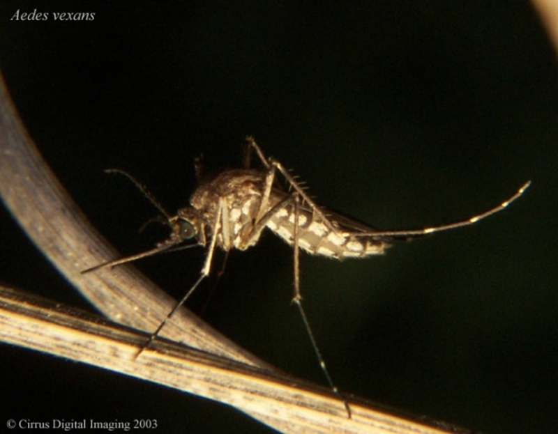 The Aedes vexans mosquito, a vector of Rift Valley Fever (RVF) in Senegal. Credits: Cirrus Digital Imaging, 2003.