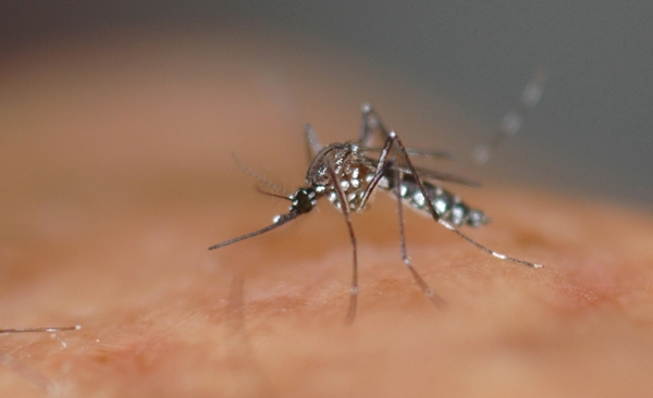 Le moustique Aedes aegypti est le vecteur de la Dengue. Crédits : IRD/Michel Dukhan.