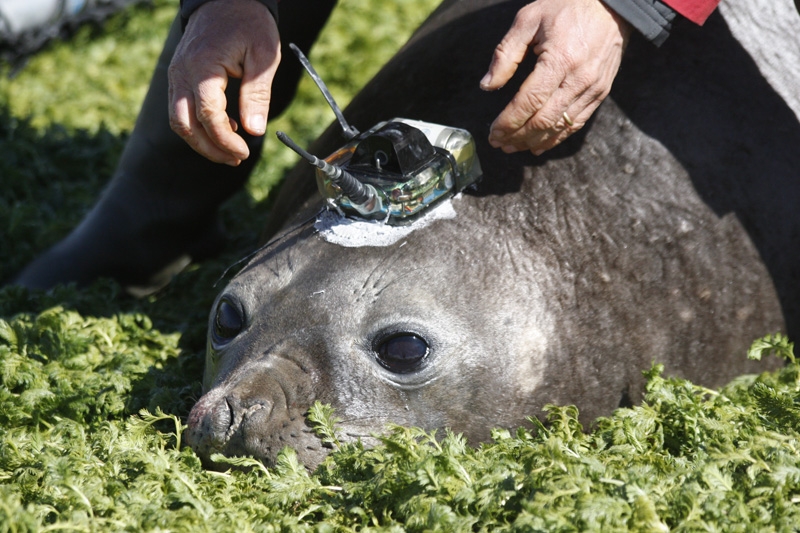 An Argos transmitter is bonded to the animal’s head using a quick-setting resin. Credits: CNRS-CEBC/SEaOS.